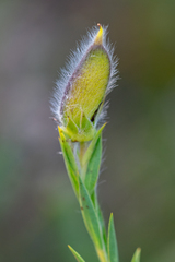 Liparia angustifolia