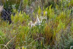 Erica perspicua perspicua
