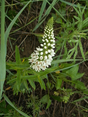 Lysimachia barystachys