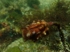 Pyura gibbosa