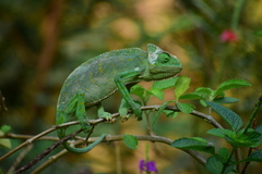 Chamaeleo zeylanicus