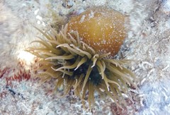 Isanemonia australis