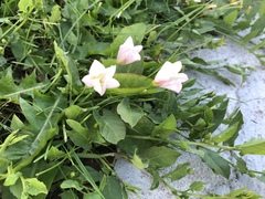Convolvulus arvensis