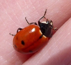 Hippodamia quinquesignata