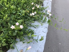 Convolvulus arvensis