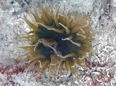 Isanemonia australis