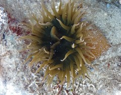 Isanemonia australis