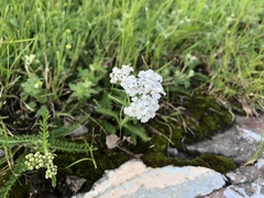 Achillea millefolium