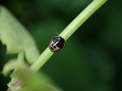 Brachyplatys subaeneus