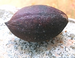 Terminalia catappa