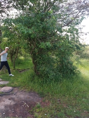 Chamaecytisus prolifer