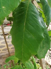 Terminalia catappa