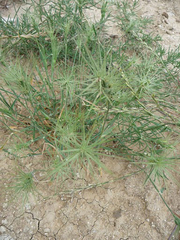 Aegilops triuncialis