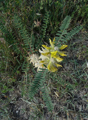 Astragalus alopecuroides