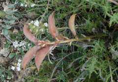 Astragalus incanus