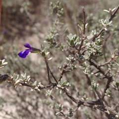 Salvia thymoides