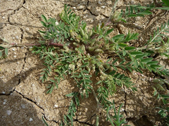 Astragalus sesameus
