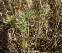 Atractylis cancellata