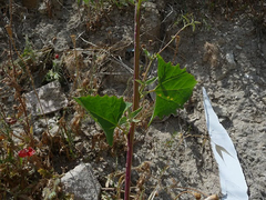 Atriplex hortensis