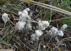 Bombycilaena discolor