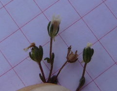 Chaenorhinum