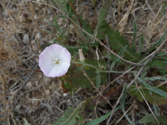 Convolvulus lineatus