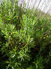 Dittrichia viscosa