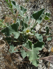 Ecballium elaterium