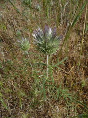 Echinops strigosus