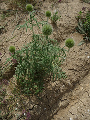 Echinops strigosus
