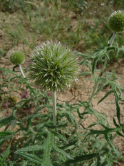 Echinops strigosus