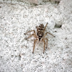 Salticus scenicus