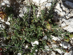 Fumana procumbens