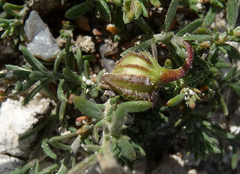 Fumana procumbens