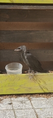 Corvus monedula