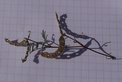 Hippocrepis ciliata
