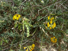 Hippocrepis scabra
