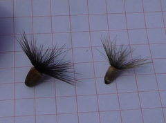 Crupina crupinastrum