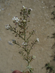 Lepidium subulatum