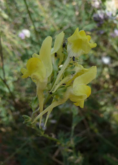 Linaria caesia
