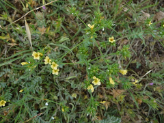 Linum strictum