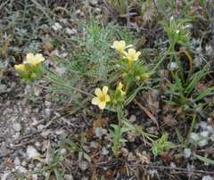 Linum strictum