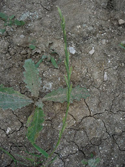 Lolium rigidum