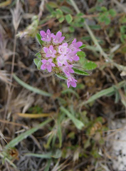 Lomelosia stellata