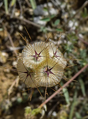 Lomelosia stellata