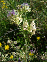 Medicago sativa
