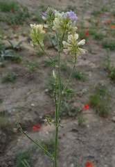 Medicago sativa