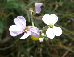 Moricandia arvensis