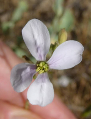 Moricandia arvensis