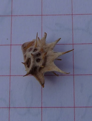 Onobrychis viciifolia